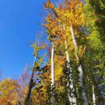 311449215 5588800027873228 7811367489531388101 n 442158bc