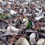 Прогулянка до курортного парку 2 330639140 514225620874615 7204824752097885974 n