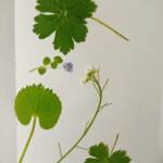 Підготовка природних матеріалів для творчого заняття 2 345448523 913233026397001 626904362662621524 n