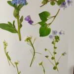 Підготовка природних матеріалів для творчого заняття 3 345459573 1317978688932357 597283938968718652 n